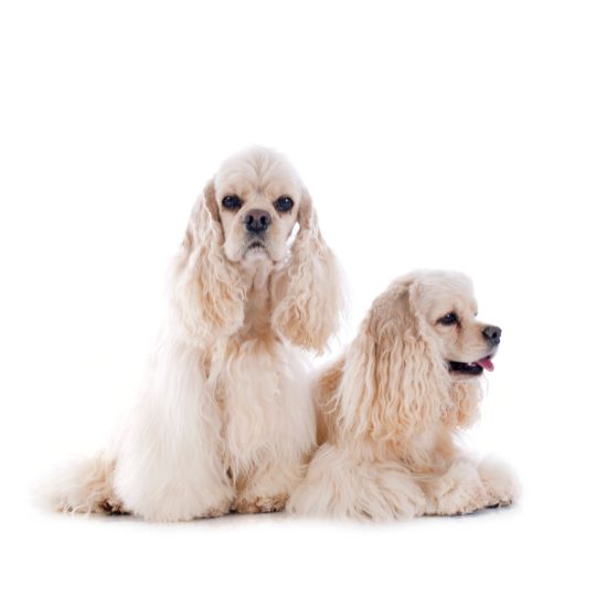 American Cocker Spaniel