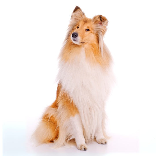 Collie