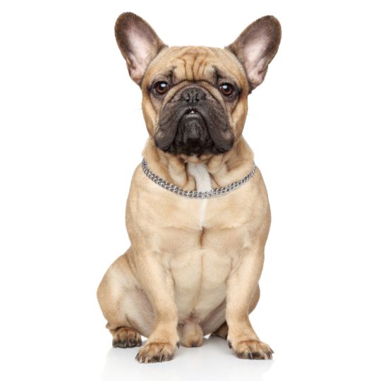 Französische Bulldogge