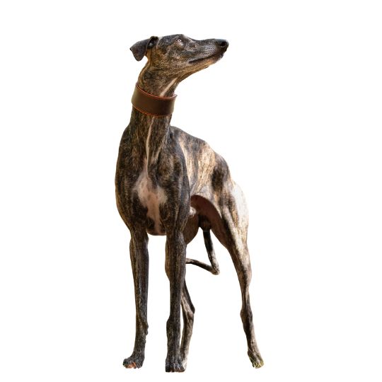 Galgo Español