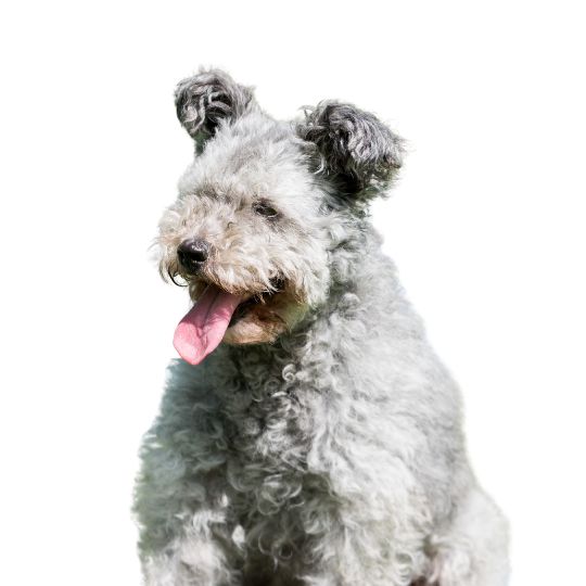 Pumi