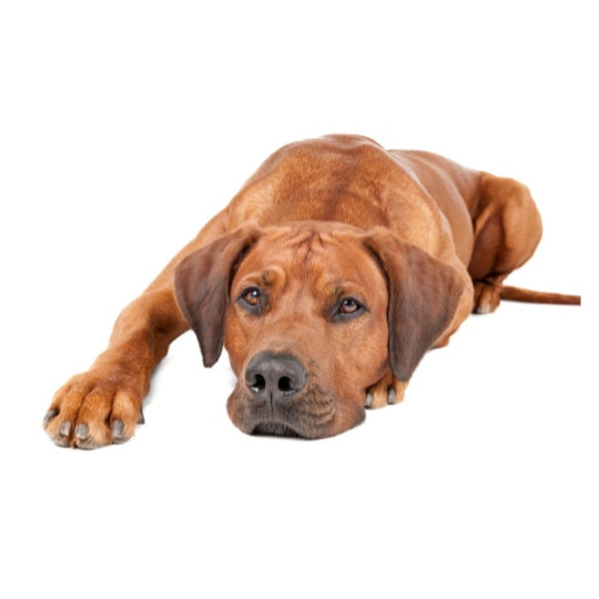 Rhodesian Ridgeback