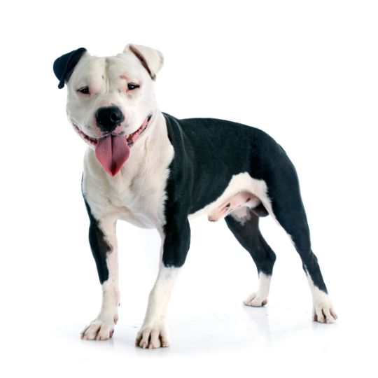 Staffordshire Bullterrier