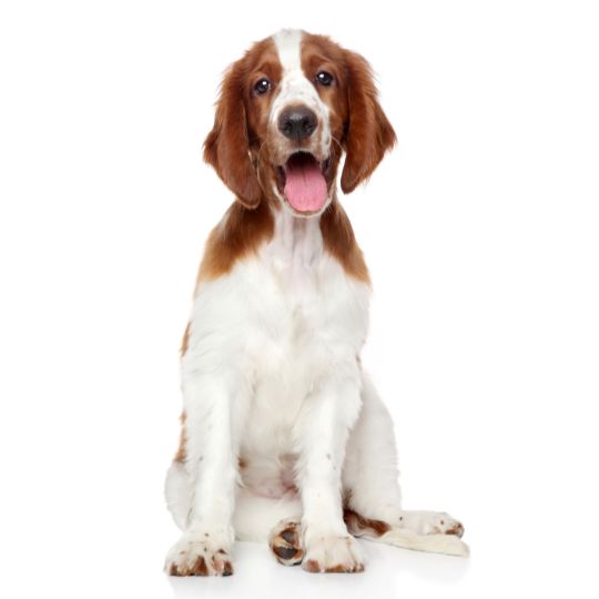 Welsh Springer Spaniel