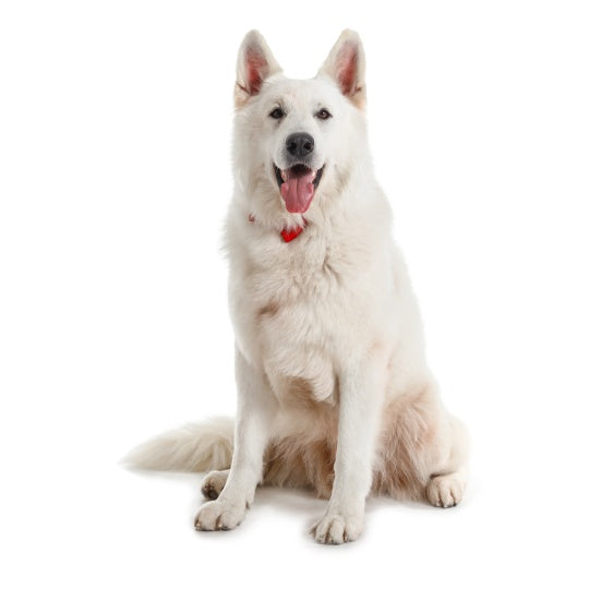 Weißer Schäferhund