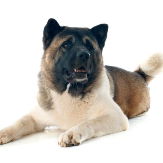 American Akita - Multitalenty