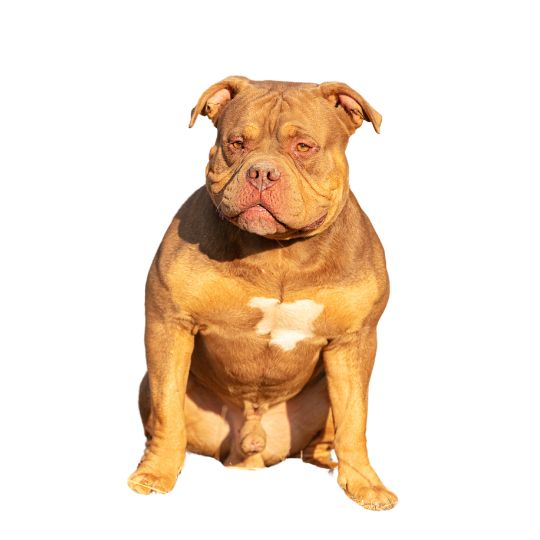 American Bully - Multitalenty