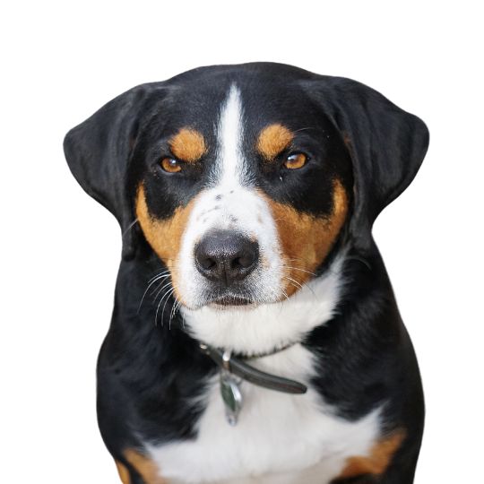 Appenzeller Sennenhund - Multitalenty