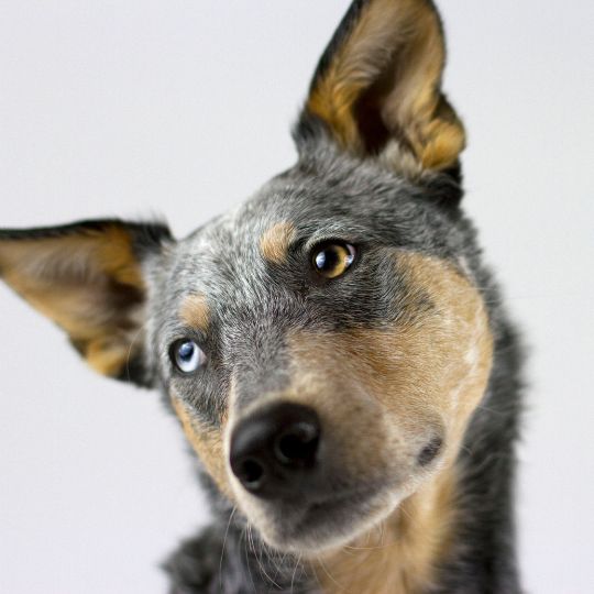 Australian Cattle Dog - Multitalenty