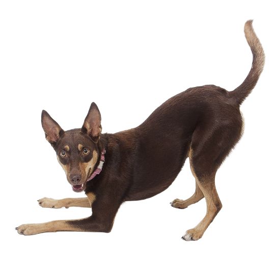 Australian Kelpie - Multitalenty