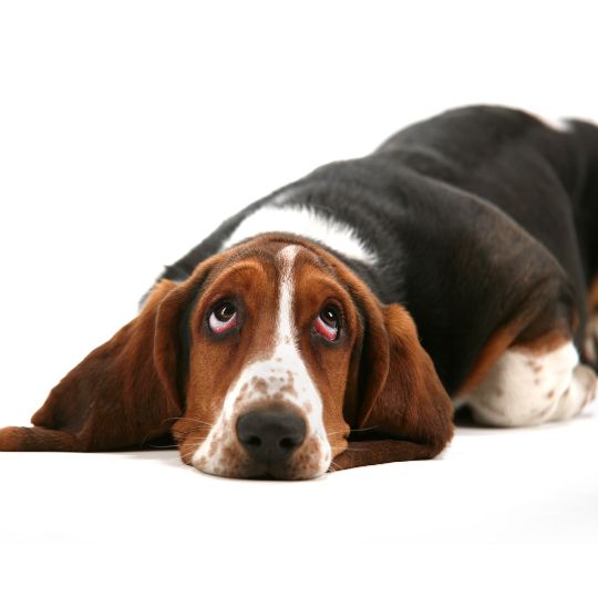 Basset Hound - Multitalenty