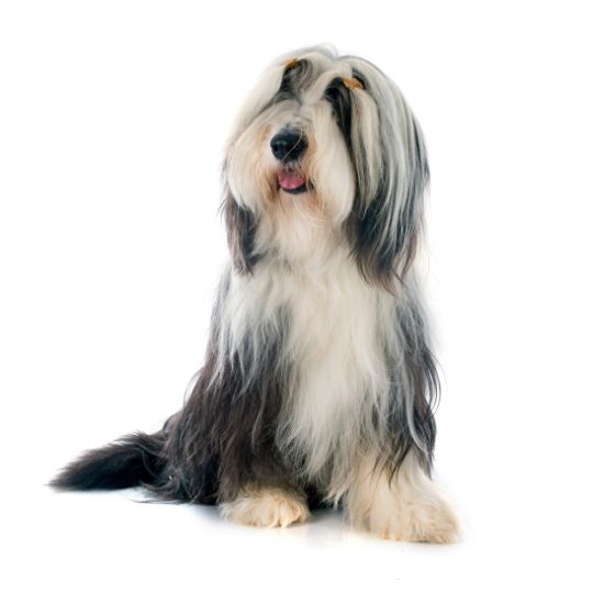 Bearded Collie - Multitalenty
