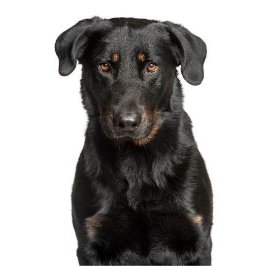 Beauceron - Multitalenty