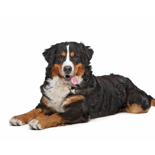 Berner Sennenhund - Multitalenty