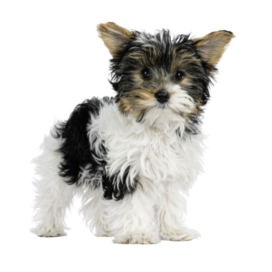 Biewer Terrier - Multitalenty
