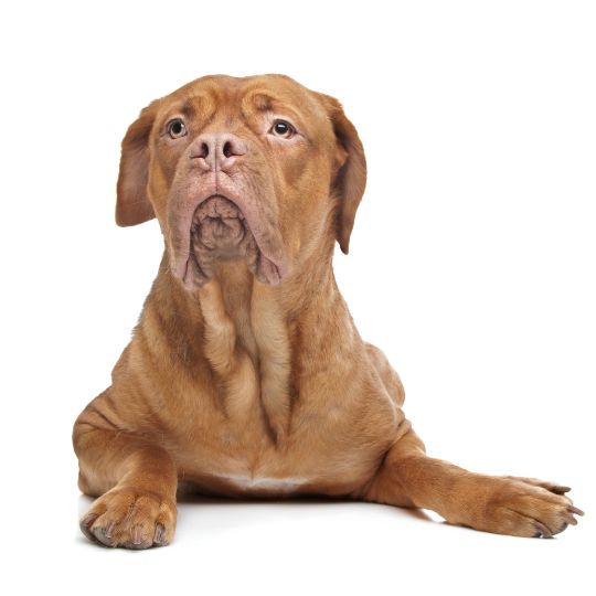 Bordeauxdogge - Multitalenty