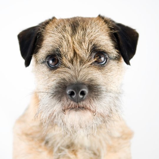 Border Terrier - Multitalenty