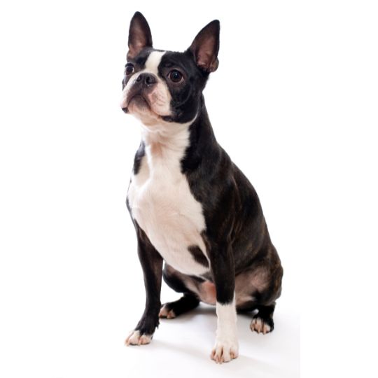 Boston Terrier - Multitalenty