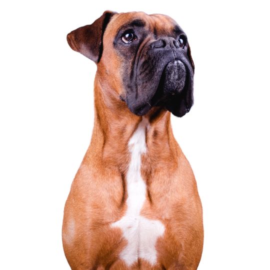 Boxer - Multitalenty