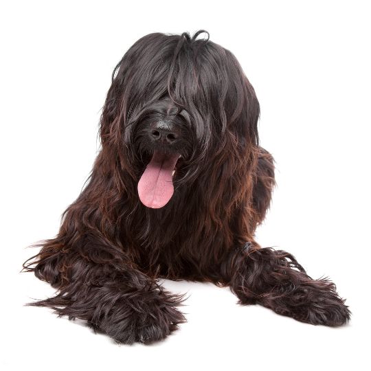 Briard - Multitalenty