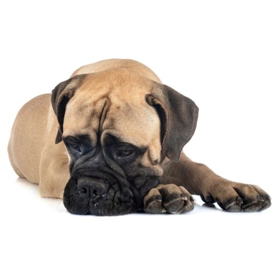 Bullmastiff - Multitalenty
