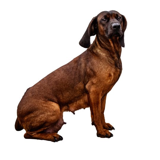 Bayerischer Gebirgsschweißhund - Multitalenty