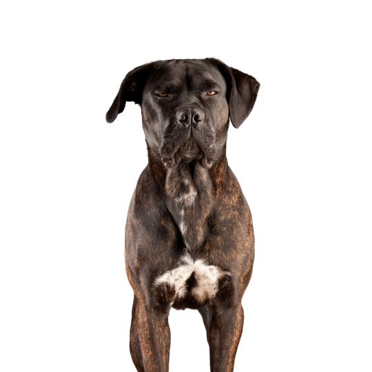 Cane Corso - Multitalenty