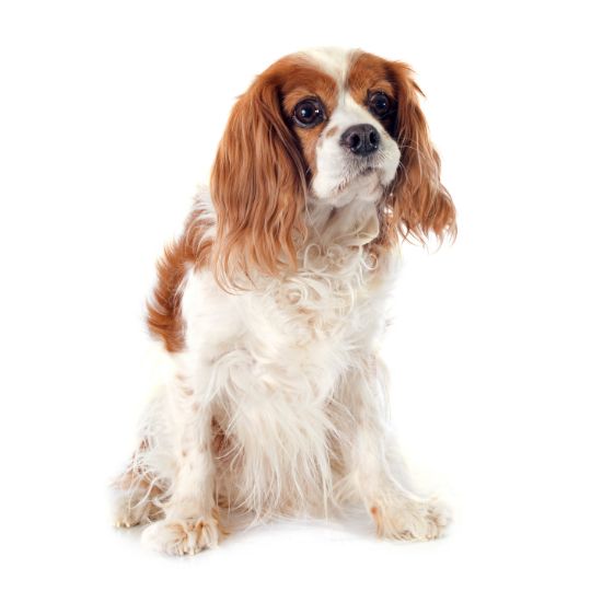 Cavalier King Charles Spaniel - Multitalenty