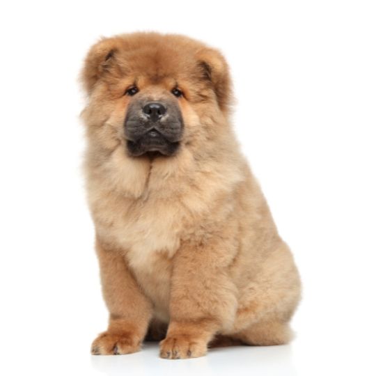 Chow Chow - Multitalenty