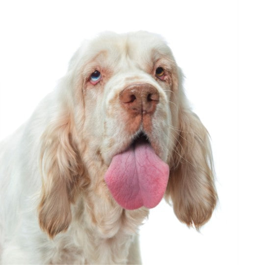 Clumber Spaniel - Multitalenty