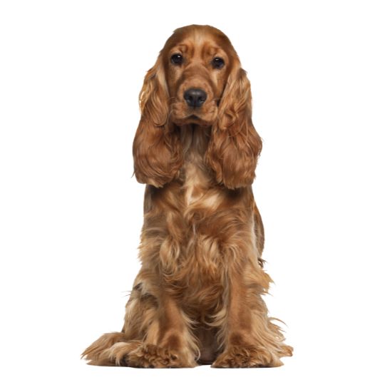 English Cocker Spaniel - Multitalenty