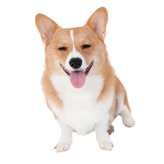 Corgi - Multitalenty