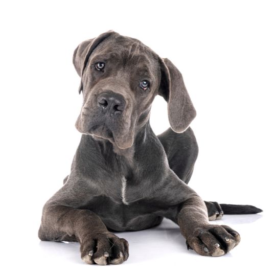 Deutsche Dogge - Multitalenty
