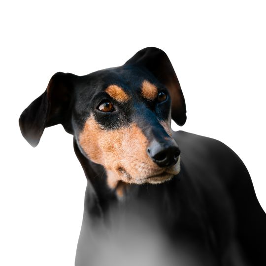Deutscher Pinscher - Multitalenty