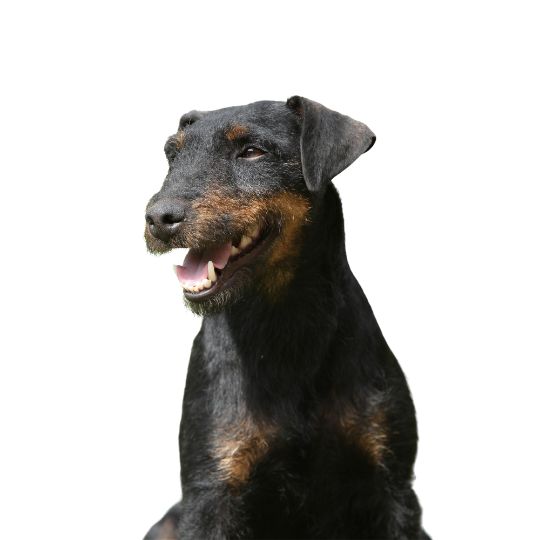 Deutscher Jagdterrier