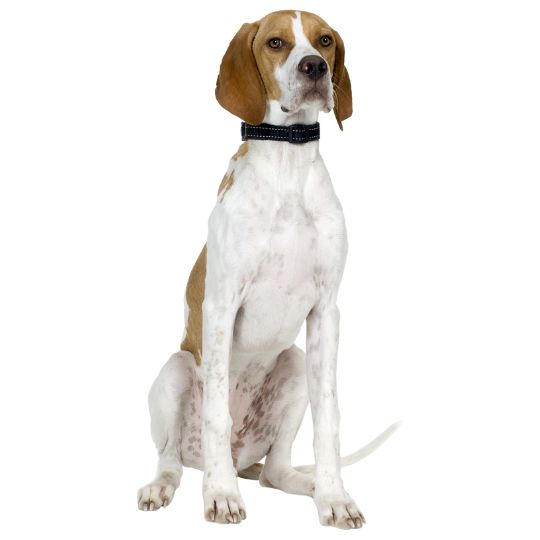 English Pointer - Multitalenty