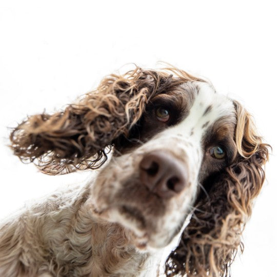 English Springer Spaniel - Multitalenty