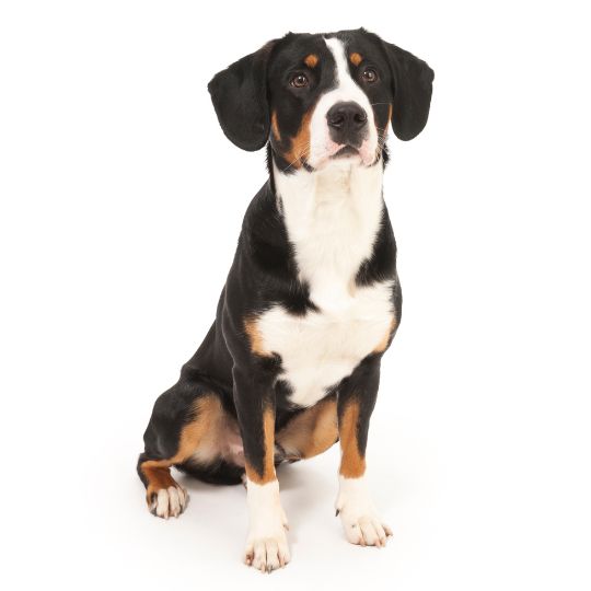 Entlebucher Sennenhund