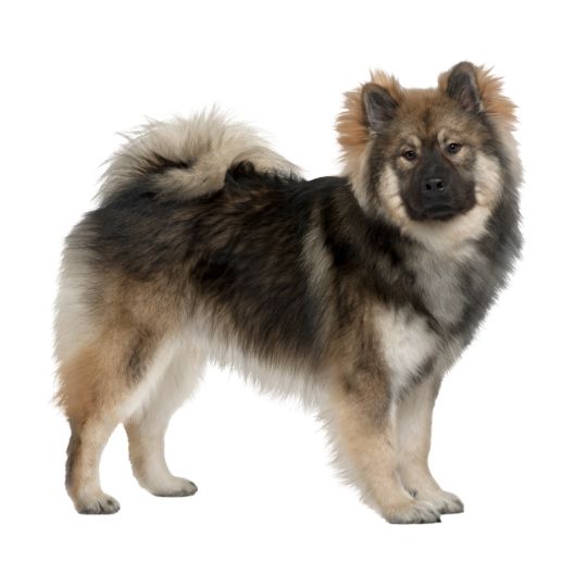 Eurasier - Multitalenty