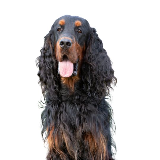 Gordon Setter - Multitalenty