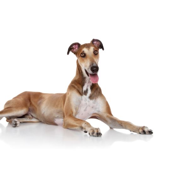 Greyhound - Multitalenty