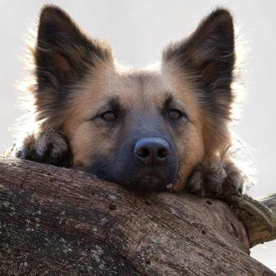 Harzer Fuchs
