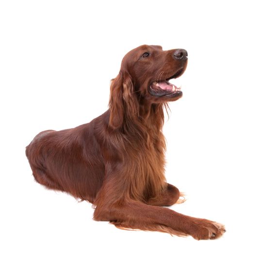 Irish Setter - Multitalenty