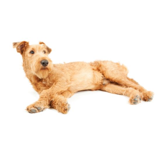 Irish Terrier - Multitalenty