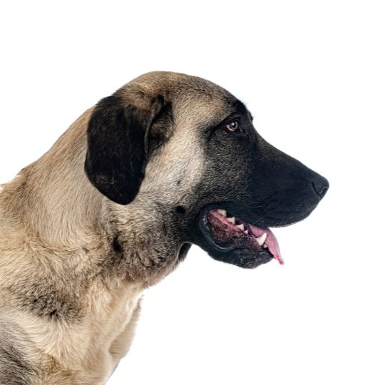 Kangal - Multitalenty