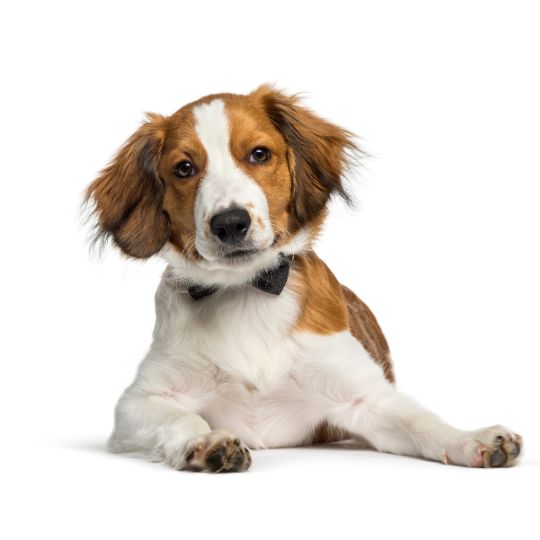 Kooikerhondje - Multitalenty