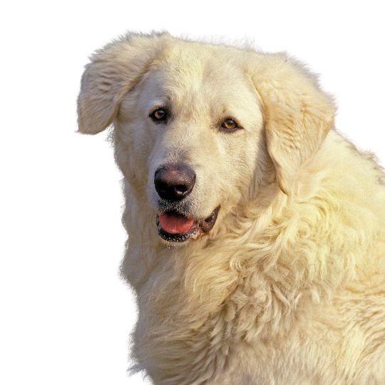 Kuvasz - Multitalenty
