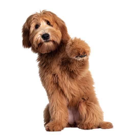 Labradoodle