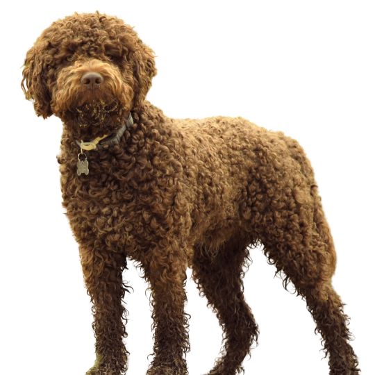Lagotto Romagnolo - Multitalenty