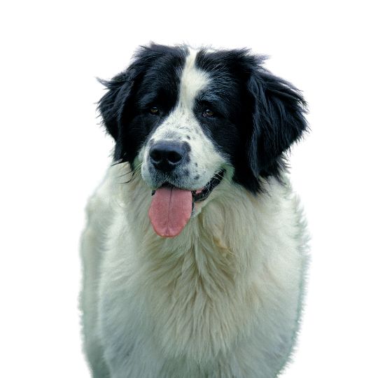 Landseer - Multitalenty